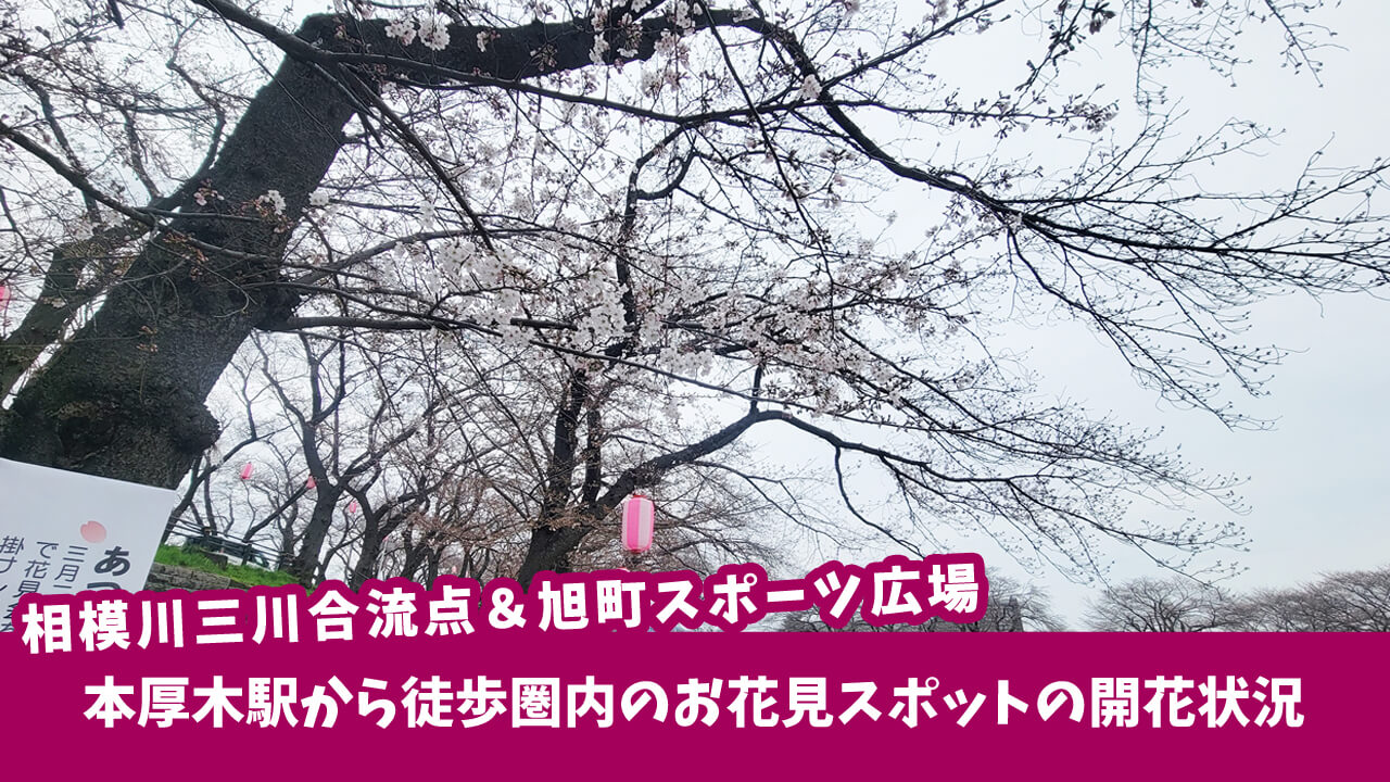本厚木駅徒歩圏内のお花見スポット（相模川三川合流点、旭町スポーツ広場）の桜を確認しにいってみた！