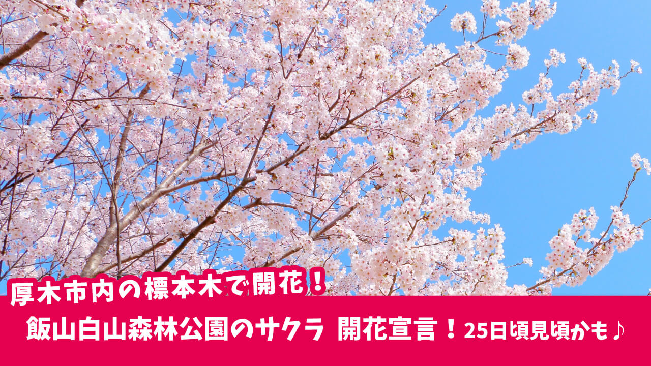 飯山白山森林公園のサクラの開花宣言発表！25日前後に見頃になる見込みです♪