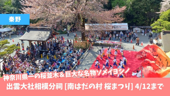 桜まつり　秦野　出雲大社相模分祠　イベント　よさこい　桜並木