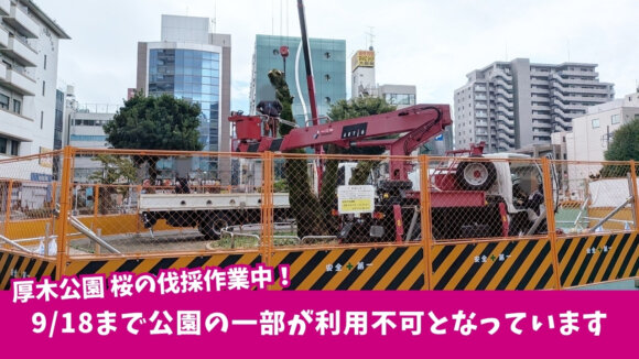 厚木公園　はとぽっぽ公園　本厚木　桜　伐採　工事　利用不可