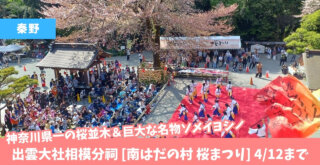 桜まつり　秦野　出雲大社相模分祠　イベント　よさこい　桜並木